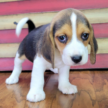 Beagle Puppy Max
