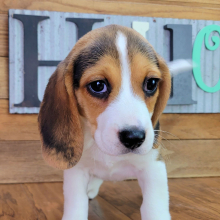 Beagle Puppy Max