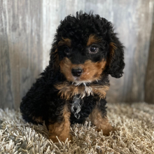 Bernedoodle Puppy Tucker