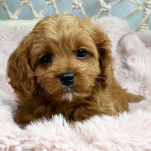 Cavapoo Puppy Fiji