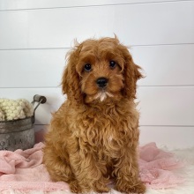 Cavapoo Puppy Fiji
