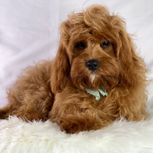 Cavapoo Puppy Fiji