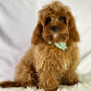 Cavapoo Puppy Fiji