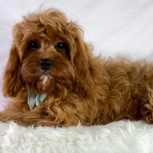 Cavapoo Puppy Fiji