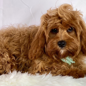 Cavapoo Puppy Fiji