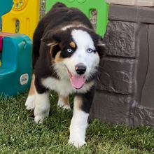 Australian Shepherd Puppy Indy