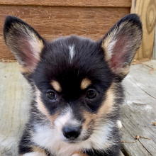 Pembroke Welsh Corgi Puppy Willa