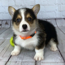 Pembroke Welsh Corgi Puppy Axel