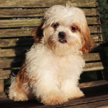 Shih Tzu Puppy Comet