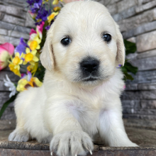 Golden Retriever Puppy Lucille