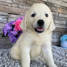 Golden Retriever Puppy Lucille