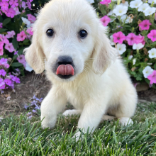 Golden Retriever Puppy Lucille