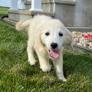 Golden Retriever Puppy Lucille