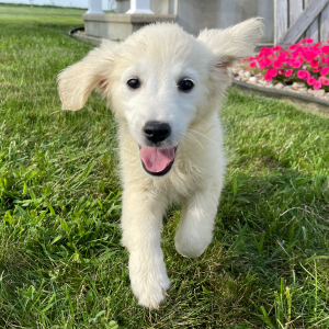 Golden Retriever Puppy Lucille