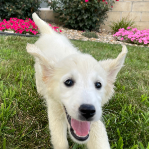 Golden Retriever Puppy Lucille