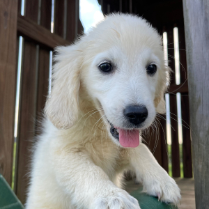 Golden Retriever Puppy Lucille