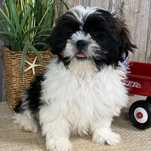 Shih Tzu Puppy Ace