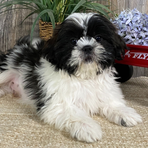 Shih Tzu Puppy Ace