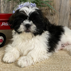 Shih Tzu Puppy Ace