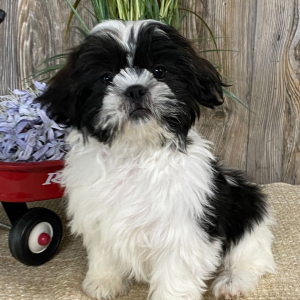 Shih Tzu Puppy Ace