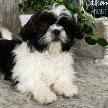 Shih Tzu Puppy Ace
