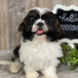 Shih Tzu Puppy Ace
