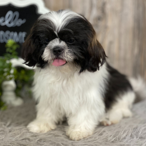 Shih Tzu Puppy Ace