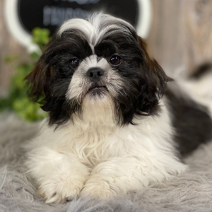 Shih Tzu Puppy Ace