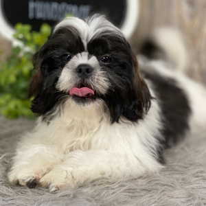 Shih Tzu Puppy Ace