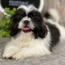 Shih Tzu Puppy Ace