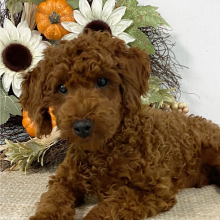 Poodle Puppy Conrad