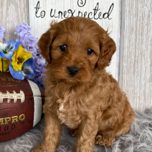 Cockapoo Puppy Cade
