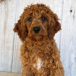 Cockapoo Puppy Cade