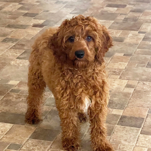 Cockapoo Puppy Cade