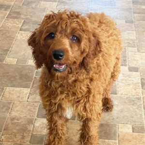 Cockapoo Puppy Cade