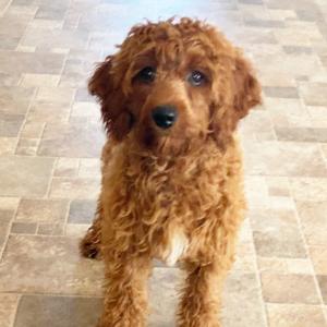Cockapoo Puppy Cade