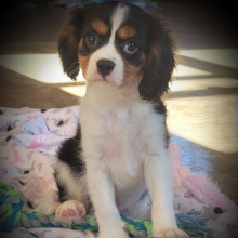 Cavalier King Charles Spaniel Puppy Leo
