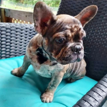 French Bulldog Puppy Ace
