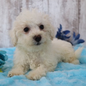 Bichonpoo Puppy Marshall