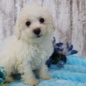 Bichonpoo Puppy Marshall