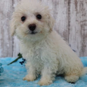 Bichonpoo Puppy Marshall