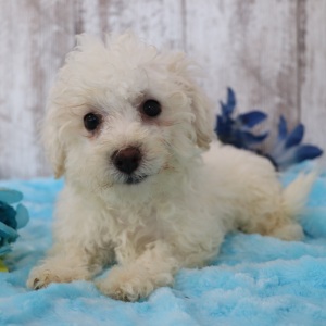 Bichonpoo Puppy Marshall