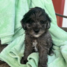Goldendoodle Puppy Penny