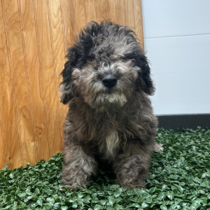 Goldendoodle Puppy Penny