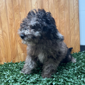 Goldendoodle Puppy Penny