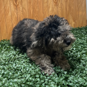 Goldendoodle Puppy Penny