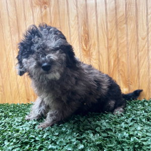 Goldendoodle Puppy Penny