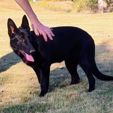 German Shepherd Dog Puppy Roxy