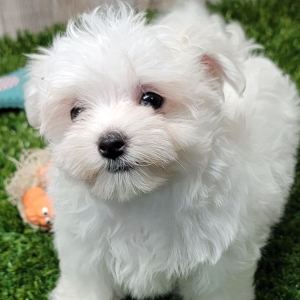 Maltese Puppy Fern