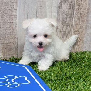 Maltese Puppy Fern